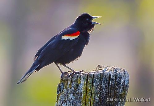 Red-winged Blackbird_48413.jpg - Photographed near Ottawa, Ontario - the Capital of Canada.